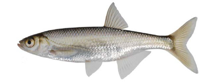 Alburnus alburnus_010.jpg